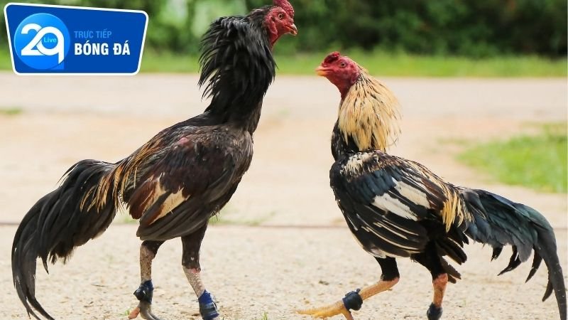 Kỹ năng để tham gia cá cược trận đấu đá gà trực tiếp 2Q campuchia